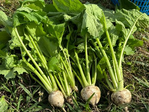 おにぎりマン農園のお野菜販売します！🥬　～大阪　寝屋川　お米屋さん～