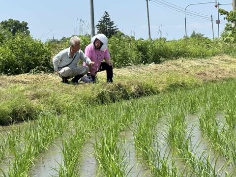北海道坂上さんの田んぼ見学　～大阪　寝屋川　お米屋さん～