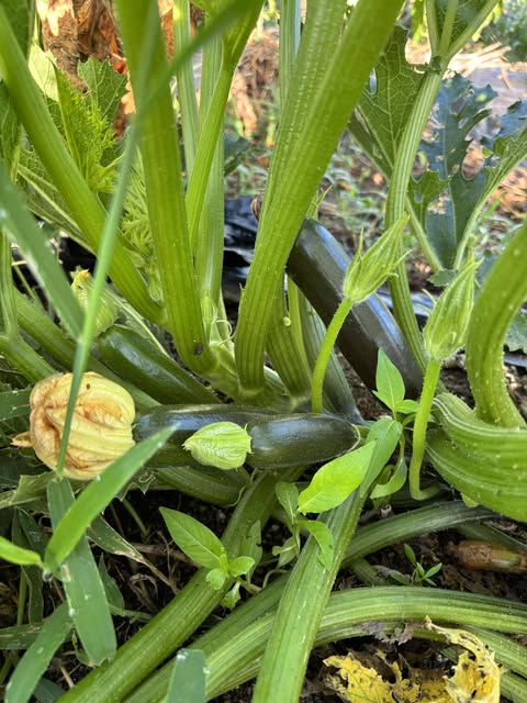 ９月おにぎりマン農園の様子🍆　～大阪　寝屋川　お米屋さん～